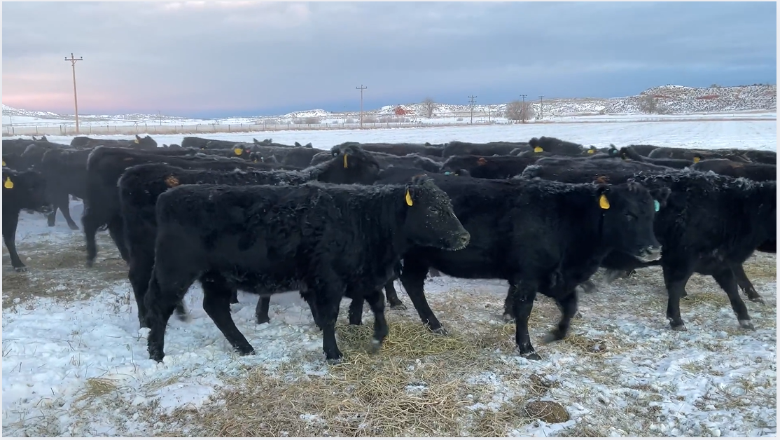 BH114A5 Fancy- 1100+ # Blk Angus bred heifers- Calve April 10th 30 days!